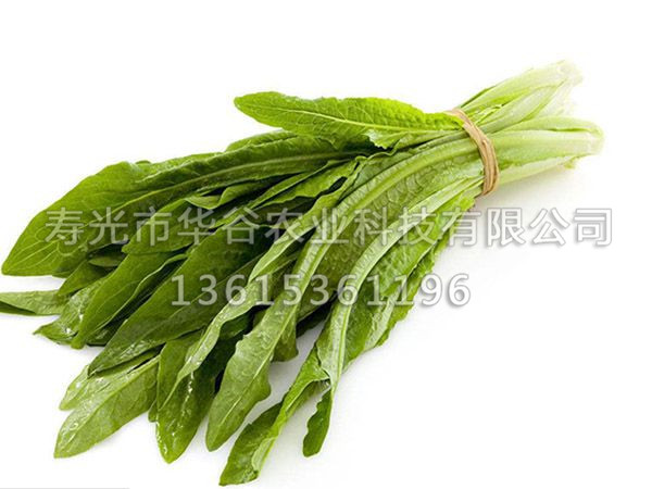 油麥菜 (2).jpg