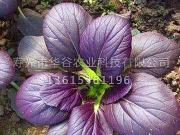 油菜-紫.jpg