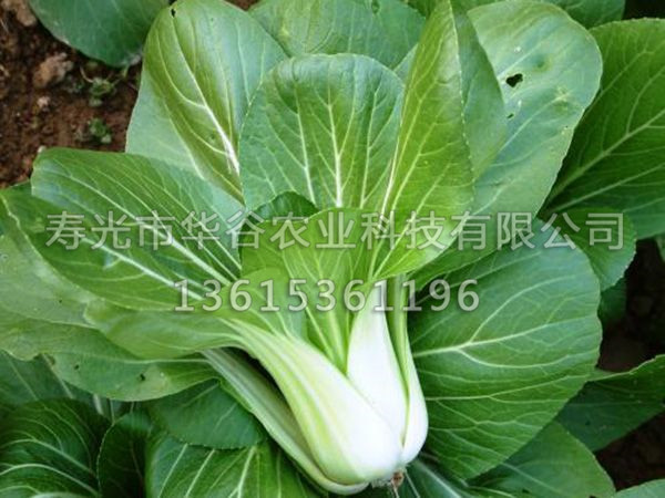 油菜-綠.jpg
