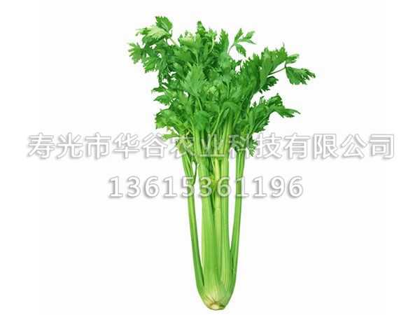 芹菜-綠.jpg